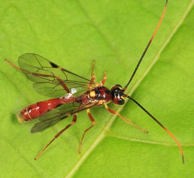 Exyston variatum
