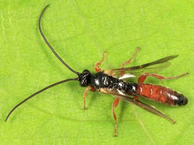 Exochus semirufus