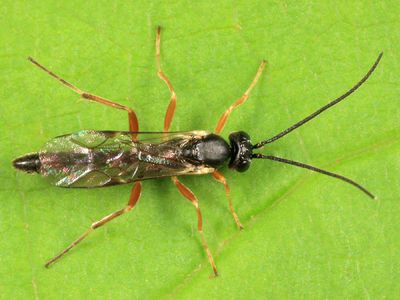Diadegma sp.
