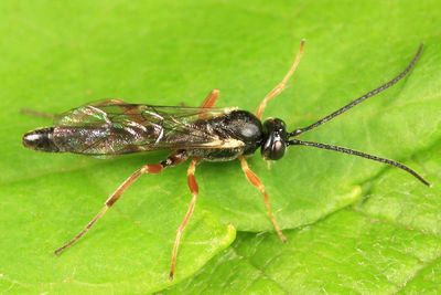 Diadegma sp.