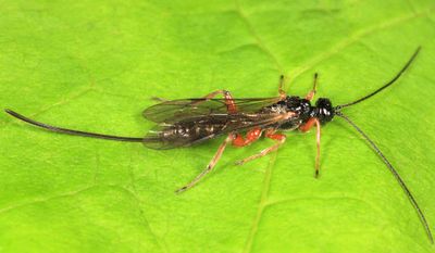 Ichneumon Wasps - Xoridinae