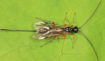 Odontocolon albotibiale