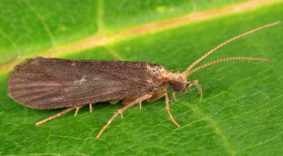 Nyctiophylax sp.