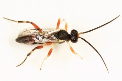 Phobocampe geometrae