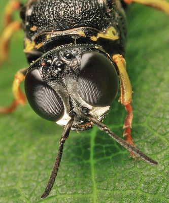 Anacrabro ocellatus