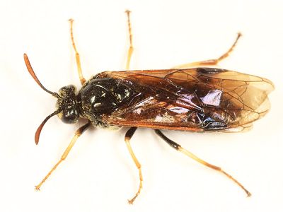 Arge cyra