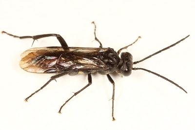 Macrophya macgillivrayi