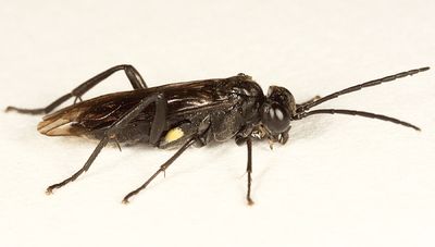 Macrophya macgillivrayi