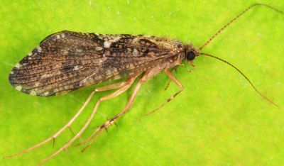 Rhyacophila fuscula