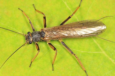 Agnetina capitata