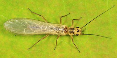 Isoperla orata