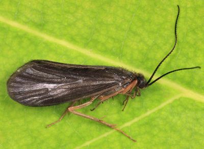 Homoplectra doringa