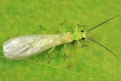 Haploperla brevis