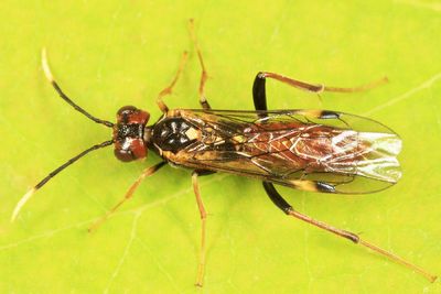 Taxonus spiculatus