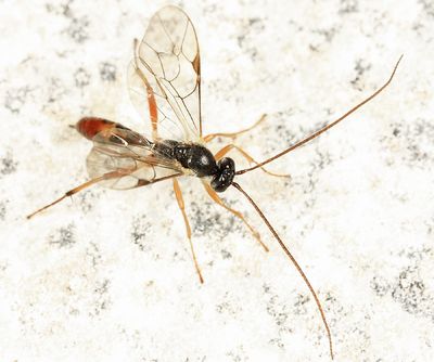 Ichneumon Wasps - Mesochorinae