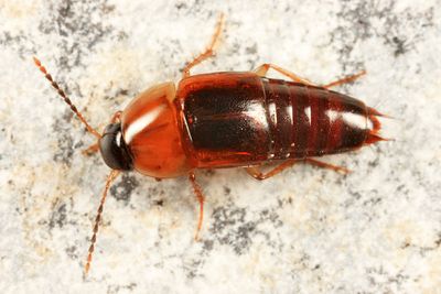 Tachinus limbatus