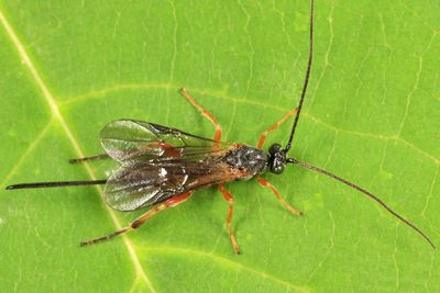Therophilus sp.