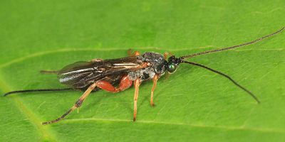 Therophilus sp.