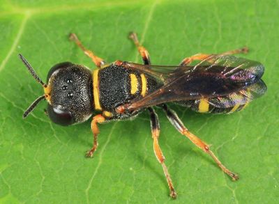 Ectemnius scaber
