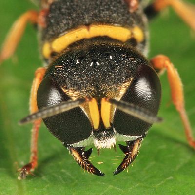 Ectemnius scaber