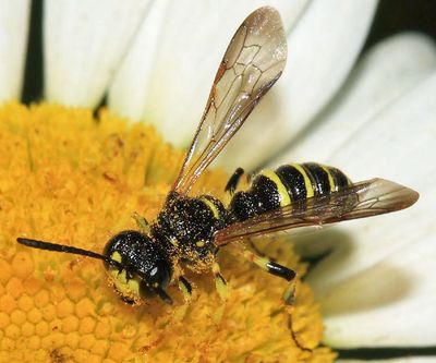 Cerceris nigrescens