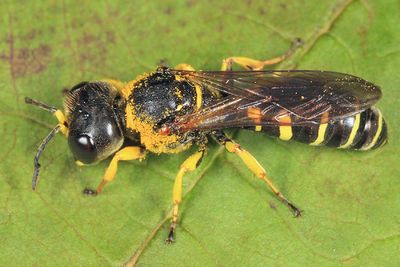 Ectemnius arcuatus