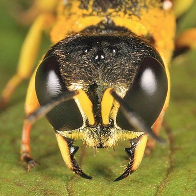 Ectemnius arcuatus