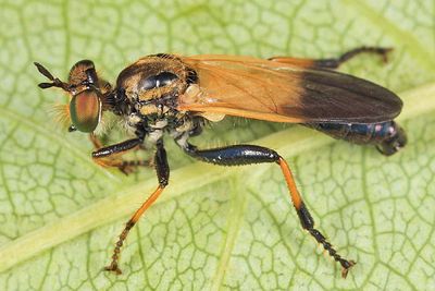 Eudioctria sp.