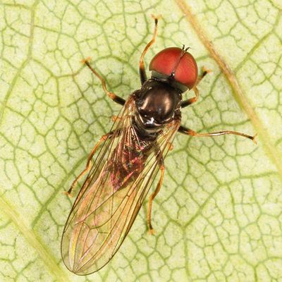 Cephalops sp.