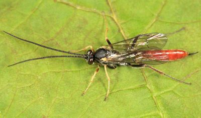 Campoctonus sp. (female)