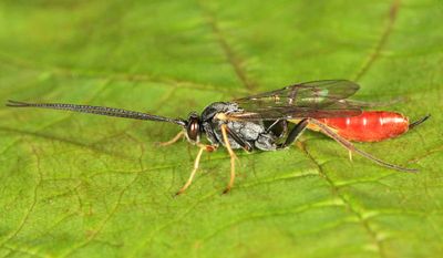 Campoctonus sp. (female)