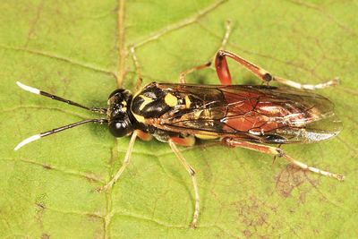 Macrophya varia