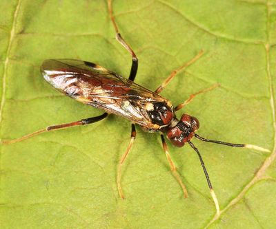 Taxonus spiculatus