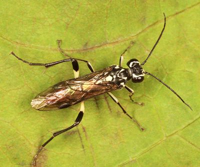 Pachyprotasis rapae