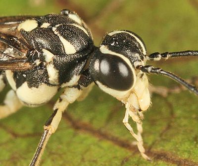 Pachyprotasis rapae