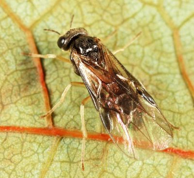 Acordulecera maculata