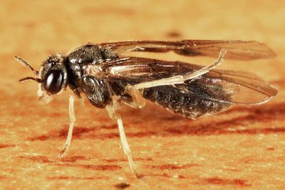 Acordulecera maculata