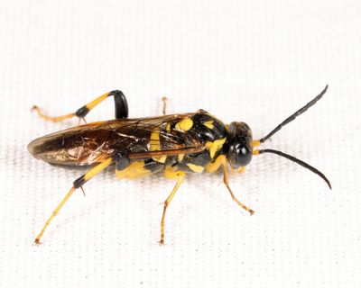 Macrophya formosa