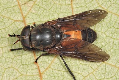 Hybomitra cincta