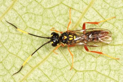 Orthogonalys pulchella