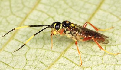 Wasps - Trigonalidae