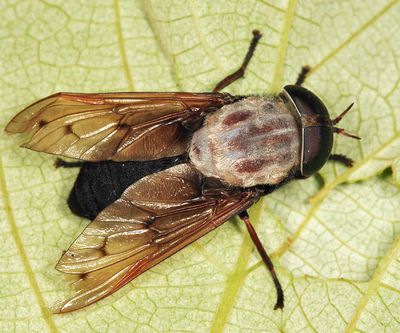 Tabanus stygius