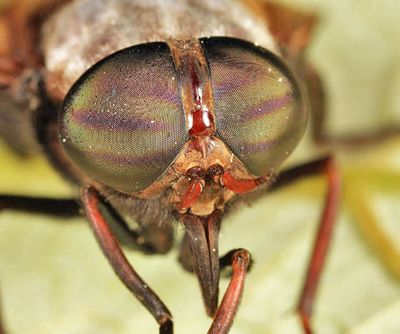Tabanus stygius