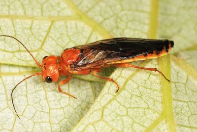 Acantholyda ochrocera
