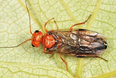 Acantholyda ochrocera