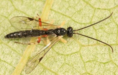 Scambus vesicarius