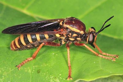 Ceraturgus fasciatus