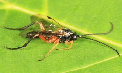 Woldstedtius flavolineatus