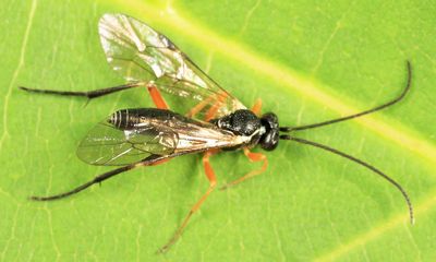 Woldstedtius flavolineatus