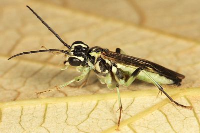 Tenthredo angulifera